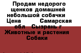 Продам недорого щенков домашней  небольшой собачки. › Цена ­ 100 - Самарская обл., Сызрань г. Животные и растения » Собаки   